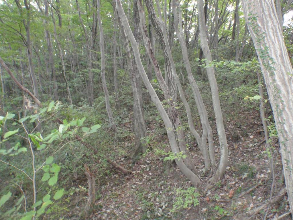 2 植物群落の状況植物群落の状況は 表 8-4(1)~(10) に示すとおりである 表 8-4(1) 植物群落の状況 群 落 名コナラ群落 植生図の凡例 a 優 占 種コナラ クヌギ アカシデ 植 生 高 11~18m 分 布 状 況丘陵地の斜面など 出 現 種 数 18~45( 平均 36) 種 植生の概況斜面に広くみられる二次林で 高木層にコナラが優占し クリ クヌギ アカシデ