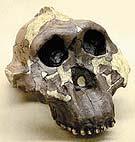 - BH-007: アフリカヌス猿人頭骨模型 ( アウストラロヒ