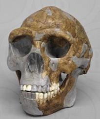 - BH-022:ATAPUERCA 5 頭骨模型 ( ホモ