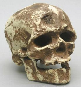 : 44,000.- BH-017C: クロマニヨン人頭骨模型 ( ホモ サピエンス - クロマニヨン 1 号 )- 価格 : 65,000.