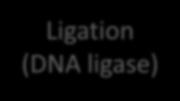 (2) クローニングに用いる制限酵素サイトの選択 ベクターと 遺伝子 DNA 断片の両末端を同じ制限酵素で処理し DNA ligase により結合することでクローニングする すべて同じ制限酵素で処理したい Ligation (DNA ligase) 遺伝子