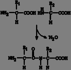 NH2-CH( R)-COOH このアミノ基とカルボキシル基は酵素の働きで結合することができ ( 脱水縮合 ) この結合は特にペプチド結合と呼ばれる もちろん 自分自身のアミノ基とカルボキシル基が結合するのではなく 2 つのアミノ酸が並んだとき 隣り合ったカルボキシル基と次のアミノ酸のアミノ基が結合する NH2-CH( R1)-COOH + NH2-CH(
