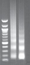 using a Dounce homogenizer. The cells were then cross-linked with formaldehyde, and chromatin was prepared and digested.