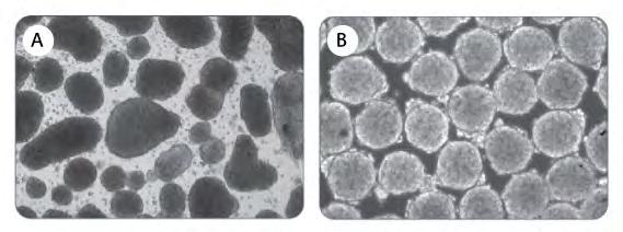 mtesr1 あるいは TeSR2 で培養した細胞からの EB 形成には AggreWell Medium をお薦めします 神経系への分化には STEMdiff Neural Induction Medium のご利用をお薦めします また 心筋細胞への分化では STEMdiff APEL Medium の使用例があります (A) スクレイピング法で形成されたサイズと形の不均一な EB (B)