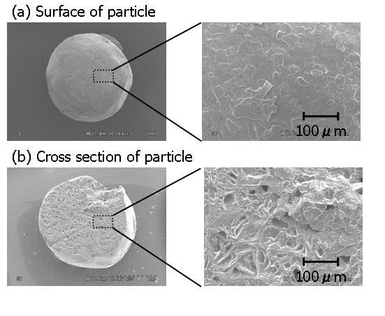 Fig.12 Scanning electron micrographs of the particle made with behenyl alcohol: (a) the surface of particle and (b) the cross section of particle. 13) DSC Fig.11 / Fig.12 SEM 1),, p. 342, (1993).