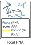 Step1:mRNA 精製と断片化 1 1 Total RNA (2~80 ng/µl ) 50 µl RNA Purification Beads 50 µl Total 100 µl