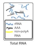 Step1:rRNA 除去と断片化 1 1 Total RNA (0.1~1 µg) 10 µl RNA Binding Buffer 5 µl rrna Removal Mix 5 µl Total 20 µl プログラム名 :rrna Denaturation 68, 5 分 Lid 温度 :100 4, hold はしない!