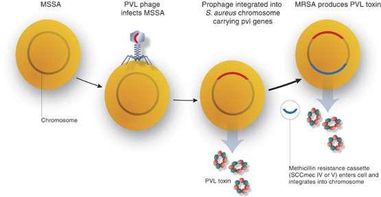 PVL(Panton-Valentine-leukocidin) 白血球溶解毒素のことで 2 つのタンパク LukS と LukF が協同して作用する 2 成分性毒素 (6~8 量体 ) これらのタンパクの遺伝子 luks, lukf は溶原化ファージのゲノム上にコードされていると報告されている LukS-PV LukF-PV PVL 白血球の中でも主に好中球に作用し