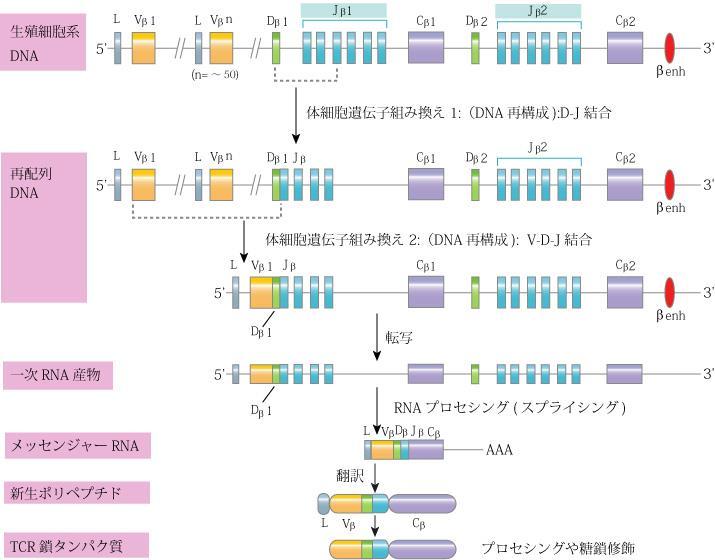 図 4. T 細胞レセプター遺伝子の再編成 ヒト TCR 鎖遺伝子座 7q34 (620 kb) ゲノム DNA ( 再編成前 ) DNA 再編成 ( 体細胞遺伝子組換え ) 1 D-J 結合 2 V-DJ 結合 V-D-J 結合の完成 転写 RNA mrna ヒト TCR