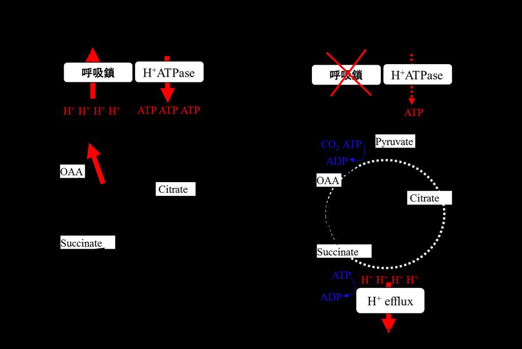 条件よりも酸性条件の方が多いと推定される [56] 原理的に 培養 ph を下げることで 高いコハク酸生産能を有する菌株ほど ATP 不足の影響を受けやすいと言える その為 酸性嫌気条件下におけるコハク酸生産能を向上させるには ATP