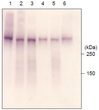 ANTIBODY CHARACTERIZATION Fig.1 The composition of the CTD peptides and the reactivity of RNA polymerase 2,