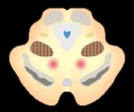 腹側被蓋野 中脳橋被蓋 拡張網様体賦活系 (ERTAS) 傍腕核 中脳 橋 青斑核 中脳で輪切りにすると 5. 情動で説明した SEEKINGシステムの出発点である中脳腹側被蓋野がここに位置し その背後 縫線核の上部辺りに中脳橋被蓋という部分があります 網様体 縫線核延髄 4.