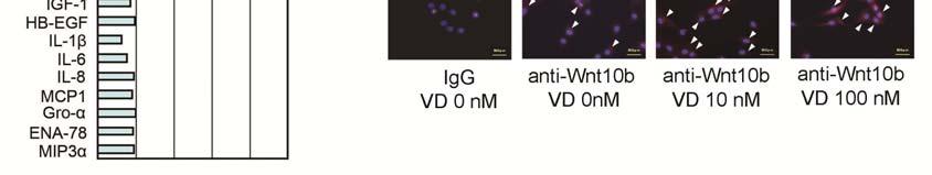 を使用した毛乳頭細胞の培養方法はひとつの候補となると考えられる Figure 10 (A) ヒト培養毛乳頭細胞にケラチノサイト分泌物質等を添加したときの Wnt10b mrna 発現 (B) ビタミン D3 添加後 48 時間までの Wnt10b mrna 発現の変化 (C) ビタミン D3 添加による Wnt10b 蛋白発現の変化 ( 細胞免疫染色 )