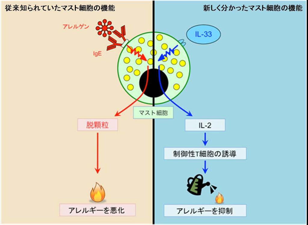 9. 添付資料 : 図喘息を抑制する新しい免疫機構左 : マスト細胞は アレルゲンに結合した IgE 抗体の刺激によって脱顆粒をし ヒスタミンなどの物質を放出して 様々な免疫細胞を活性化し