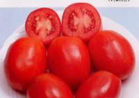 国内契約数量を増やしたいとの意向が強い 生食用トマトと加工用トマトの違い 国産加工用トマトの作付面積の推移 (