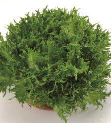 30cm とんがり葉が特徴のグリーンリーフレタス シャキシャキした食感でサラダや炒め物などに