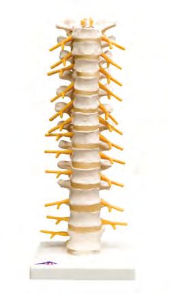 ヘルニア病部付き椎間板は取り替え可能で, 神経を圧迫している状態をそれぞれ見る事ができます スタンド付