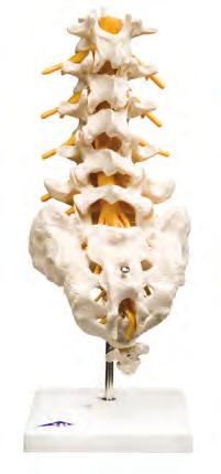 27 kg 品番 :A76 6 個の脊椎モデル 6 個の脊椎から成っています 環椎, 軸椎, 他の頚椎