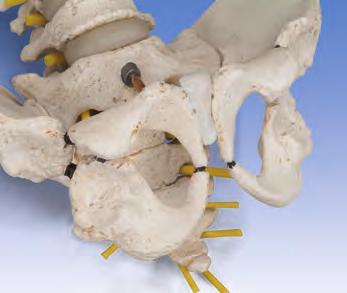 まるで実物の骨のような脊柱モデルです 男性の標本をもとに作られたナチュラルキャスト製で, 骨の解剖学的構造を詳細まで再現し,