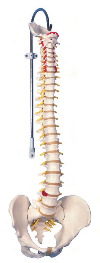脊柱 柔らかい椎間板により, 思い通りの姿勢がとれる 脊柱可動型モデル, 軟椎間板型脊柱の動作によって変型する椎間板のようすをデモンストレーションできる様に,