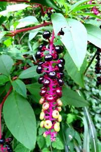 クマツヅラ科ムラサキシキブ属の落葉低木園芸用に栽培されたもので春に咲く花より秋の実が美しい シュウメイギク (