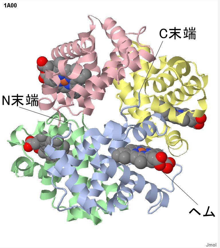 図 2 図 1 の灰色の α 鎖の N 末端と C 末端およびヘムの位置を明示した ウシのヘモグロビンα 鎖タンパク質前記のタンパク質データベースから すぐ下に登録されているウシのヘモグロビンα 鎖について調べた http://www.uniprot.