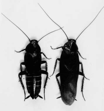 クロゴキブリによく似ているが, やや小形である 雄成虫の翅は長く, 尾端を超え, 飛翔