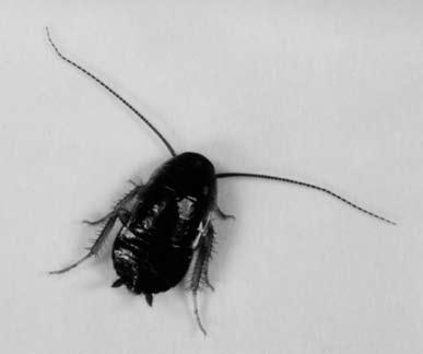 雄成虫は体が細く, 胸部背面がやや凸凹しているので, 平滑なクロゴキブリと識別できる ( 写真 1)
