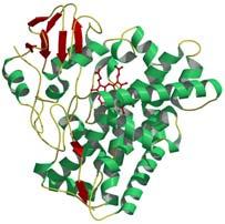 Monooxygenase P450