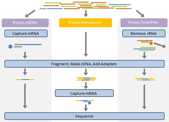 新たな提案 :TruSeq RNA