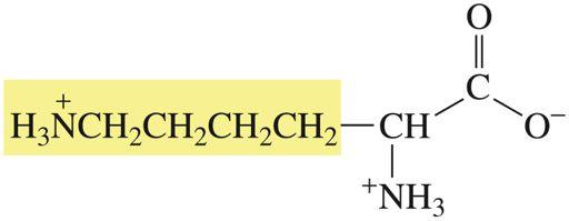 Amino Acid α- α-nh 2 Side chain p.1130 Glutamic Acid 2.10 9.47 4.