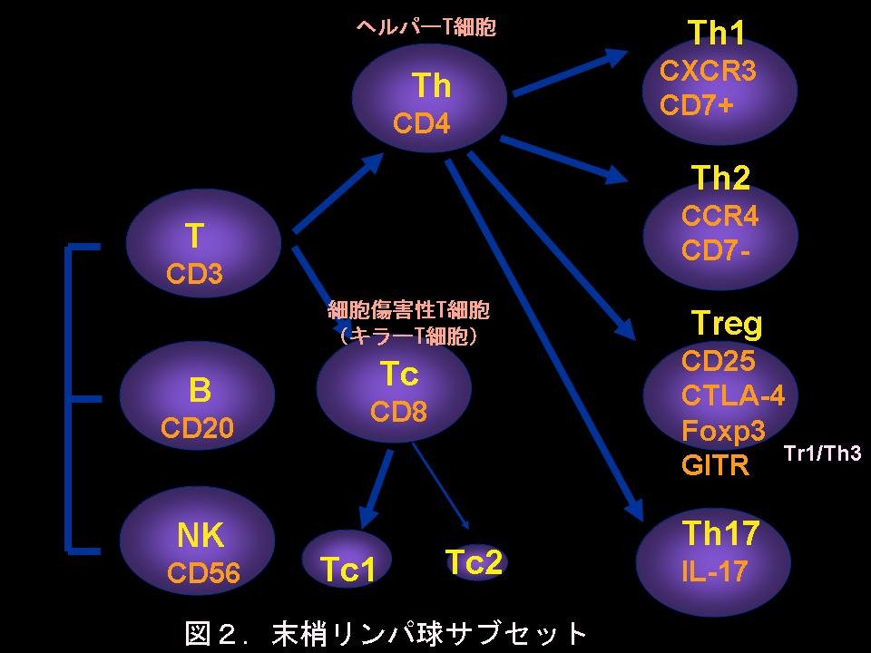DLST で反応する T 細胞サブセット T 細胞のサブセットは 現在 Th1 (Tc1) Th2 (Tc2) Treg Th17 に分けられます ( 図 2) 薬剤がこれらの T 細胞サブセットのどれを刺激するのかによって DLST の結果が異なってきます ( 図 3) また薬疹の診断としてしばしば用いられるパッチテストの結果も異なってきます 薬剤に対して Th1 が反応しかつ Th2
