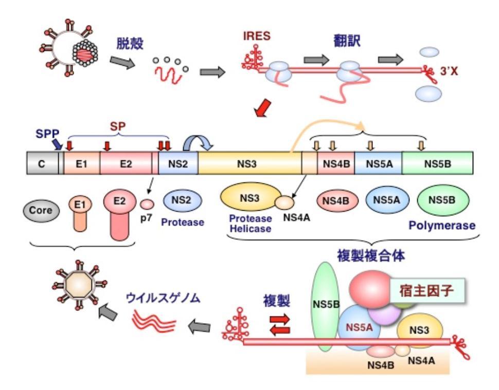 NS3, NS5A, NS5B のどこを阻害しても抗ウイルス効果を強力に作用 NS3:HCV の蛋白を適切に切断するプロテアーゼ NS5A: HCV