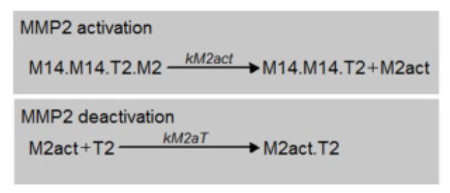 metalloproteinase-2(mmp2) の 3 分子によって多様な複合体を形成する 形成された複合体は細胞外マトリックス (ECM : extracellular matrix) の分解を行う