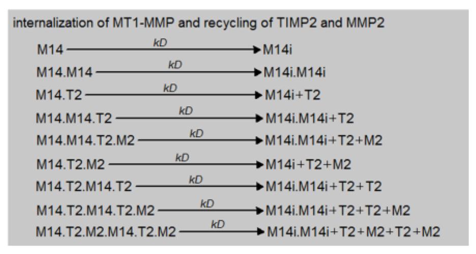 ることが可能になる Fig.3 で形成される複合体の中の 1 つである MMP14 MMP14 TIMP2 MMP2 は複合体形成の後 MMP2 を活性化することが知られている そこで Fig.