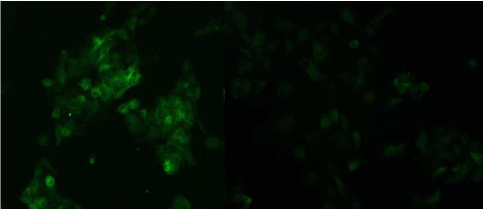 Negative Control mirna mimic (let-7) HepG2 細胞は内在性