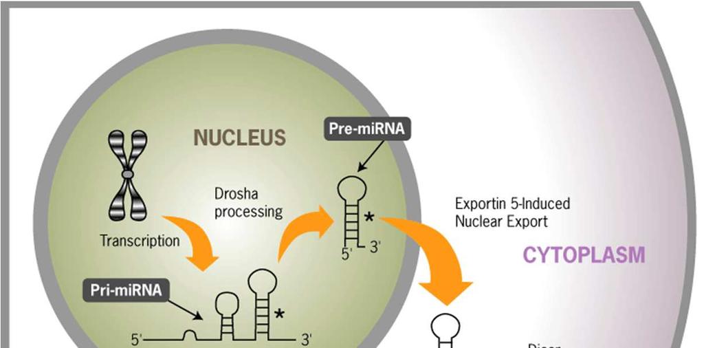 細胞内での mirna 合成経路 * プライマリー mirna(pri-mirna) は核内で転写後 プロセシングを受けて ヘアピン構造の mirna 前駆体
