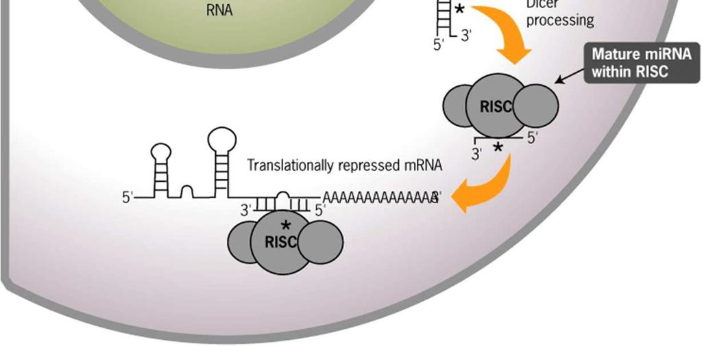 タンパク質の複合体 (RISC) に取り込まれた mirna は相補的な配列を持つ mrna に結合してタンパク質の発現を抑制する 成熟 mirna が RISC