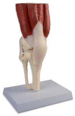 半月板に加え 大腿四頭筋 腓腹筋頭 同外側頭 膝窩筋