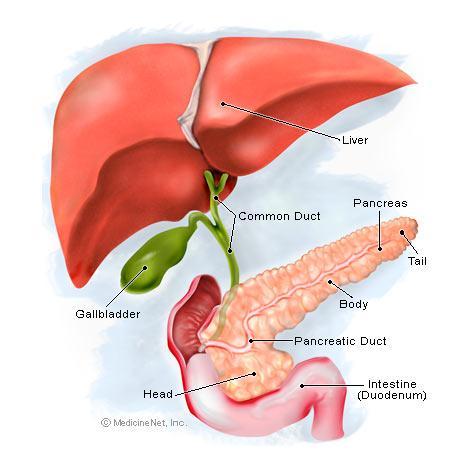 付属性実質性器官 消化管の働きを助ける器官 1) 肝臓 2) 胆嚢 3) 膵臓