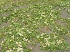 チガヤなどの草刈を実施するほかは 砂草については特に対策はされていないそうです ウンラン ハマニガナ オニシバ