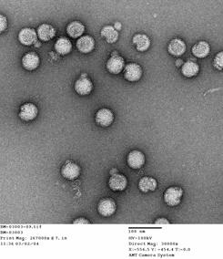 製造技術を他のワクチンへ応用できる スライド 14 Vero 細胞由来日本脳炎 西ナイル熱ワクチン 日本脳炎ワクチン 西ナイル熱ワクチン