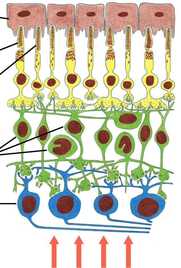 感覚細胞 網膜 retina の模式図 光 脳へ 神経節細胞 介在神経 光受容体細胞 人の網膜 薄明では 109個 網膜周辺部に分布 形だけ 6 錐体細胞