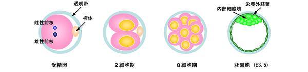 ヒト細胞混入動物集合胚の限界? 胚盤胞等に移植されたヒト由来細胞はどの程度 発生可能か? 異なる種の細胞が共存した状態での発生は難しい?