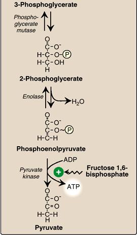 ピルビン酸の生成 (2) 3- ホスホグリセリン酸 2- ホスホグリセリン酸 H 2 O ホスホエノールピルビン酸 ADP
