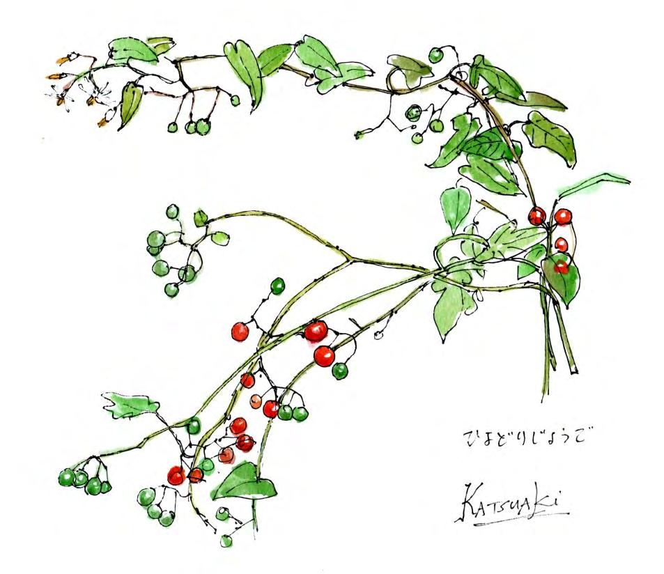 27. ヒヨドリジョウゴ 1 つる性で垣根の木に絡みついて繁茂する寄生植物です かわいい赤い実が 食料の少ない冬になるまで実が残っているので ヒヨドリのご馳走になります