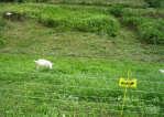 またヤギ 羊による除草は,CO2 排出量の削減や騒音の抑制が最大のメリットである.