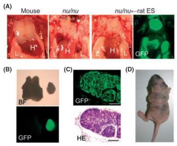 マウスとラットの異種間キメラによる胚盤胞補完 ヌードマウス ( 胸腺なし ) にラット由来の胸腺を補完