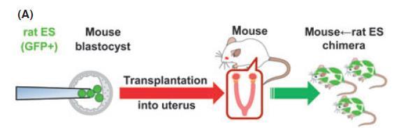 先ほどの例はマウス ES 細胞をマウスの初期胚に入れた では もしも異種間でキメラを作ったらどうなるのか?