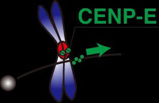 図 4 モーター分子 CENP-E のはたらき CENP-E は動原体に局在し